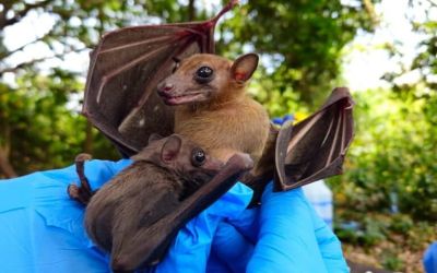 Evidence linking bats to Ebola inconclusive, scientist says. ‘Solution is not fear’