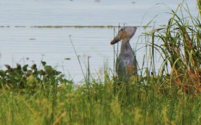 East African Crude Oil Pipeline threatens wetlands, wildlife corridors: Report