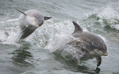 Global ocean faces ‘deepening crisis,’ but governance is improving: UN report