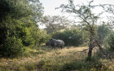 Mozambique completes first white rhino breeding population in decades