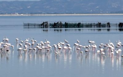 ‘Flamingo Revolution’ aims to stop Kushner-backed resort on protected Albanian delta
